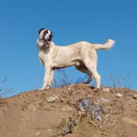 الابای نر|سگ|گنبد کاووس, |دیوار