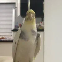 پرنده طوطی عروس هلندی سخنگو دلبندم گمشده|پرنده|ساری, |دیوار