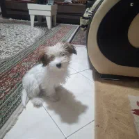 واگذاری سگ|سگ|کرمان, |دیوار