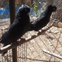 کفتر کبوتر زاغ سفید تهرونی کشیده بلند|پرنده|دهاقان, |دیوار