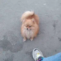 پامرانین خرسی