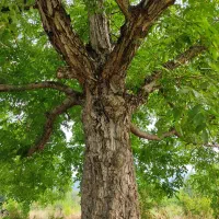 گردو چینی ( آغوز رشی ) پذیرفته میشود