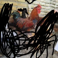 خروس چهل تاج فروشی