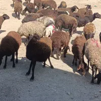 میش غزل|حیوانات مزرعه|قره چای, |دیوار