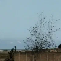 زمین مشارکت در ساخت سرخرود|مشارکت در ساخت املاک|سرخرود, |دیوار