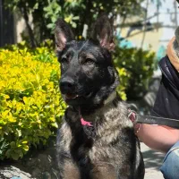 ژرمن سیبل فول آموزش