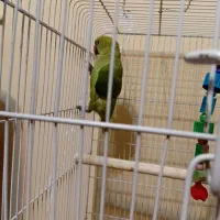 طوطی ملنگو|پرنده|اهواز, شهرک دانشگاه|دیوار