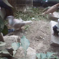 جفت کرواتی|پرنده|خرمشهر, |دیوار