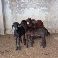 بره ماده افشار قره قزل هتروزیگوت