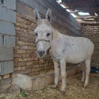خر گله ای