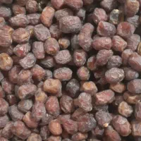 فروش خرمای آلوچه ای یا مرداسنگ در یزد|حراج|یزد, |دیوار