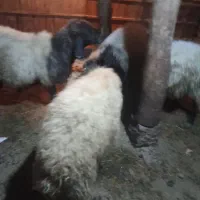 چهارراس قوچ قصابی وگوشتی|حیوانات مزرعه|سیلوانه, |دیوار