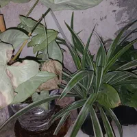 گل وگیاه اپارتمانی