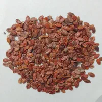 تخمه هندوانه