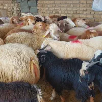 وزن حضور مشتری باسکول دقیق زیرنظربازراس|حیوانات مزرعه|مشهد, کشاورز|دیوار