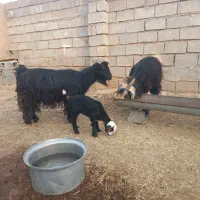 بزوبیگ|حیوانات مزرعه|شوشتر, |دیوار