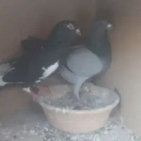 کبوتر مسافتی|پرنده|شهریار, شهریار|دیوار