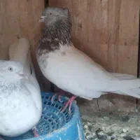 یک جفت کله ابر