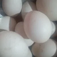 تخم اردک خارجی(مسکویی) .۵۰۰۰۰