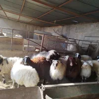 تعدادی بره و قوچ و دبر|حیوانات مزرعه|شهر بابک, |دیوار