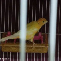 قناری ماده کشیده بلند