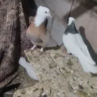 کفترطوقی‌جفتگاه