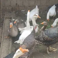 قوقاز اکراینی