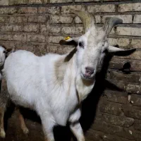 چاووش سانن