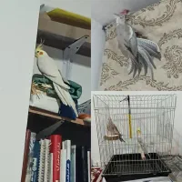 یک جفت عروس هلندی