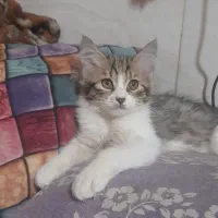 بچه گربه های ملوس وبغلی