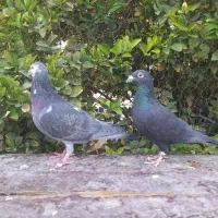 کبوتر بزک پلاکی|پرنده|شیراز, بازار|دیوار