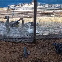 سه عدد غاز تخم‌گذار