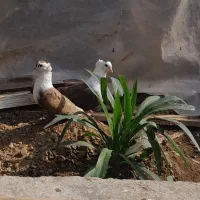 فروش کبوتر کربلایی کله سفید|پرنده|انبارآلوم, |دیوار