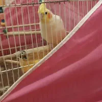 عروس هلندی|پرنده|مشهد, شهرک ابوذر|دیوار