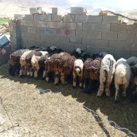 گوسفند
