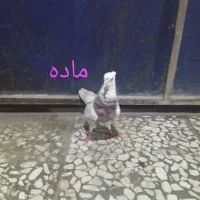 کبوتر فشن و کاکلی تخفیف جزعی داره  با تشکر|پرنده|ساری, |دیوار