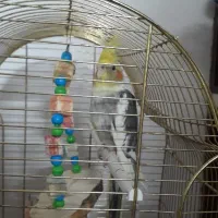 عروس کاملا سالم