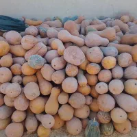 کدو حلوایی اورگانیک|خوردنی و آشامیدنی|کاشان, فاز ۱ ناجی آباد|دیوار