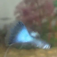 گوپی بلو مسکو مولد نر ماده