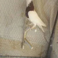 طوقی سرخ نر