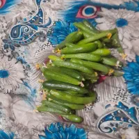 خیار بوته ای قلمی