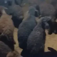 هفتاد راس بره نر