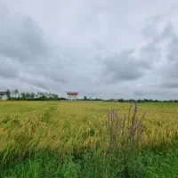 زمین شالزاری سنتی|فروش دفتر صنعتی، کشاورزی، تجاری|شفت, |دیوار