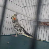 یک عددعروس هلندی|پرنده|اردبیل, |دیوار