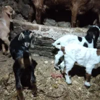 بز و بزغاله