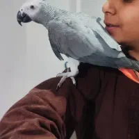 انواع پرندگان دستی سخنگو زینتی، کاسکو، راهب، طوطی