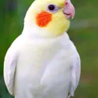 نگهداری پرنده ی شما به صورت رایگان
