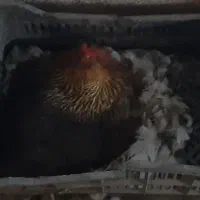 مرغ کرچ|حیوانات مزرعه|قائم‌شهر, |دیوار