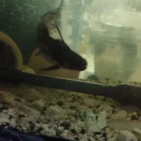 ماهی کت چوبی پنکوسی|ماهی|مشهد, قائم|دیوار