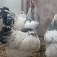 تخم نطفه دار برهما لایت ایام سمانی و لهستانی|حیوانات مزرعه|اصفهان, باتون|دیوار